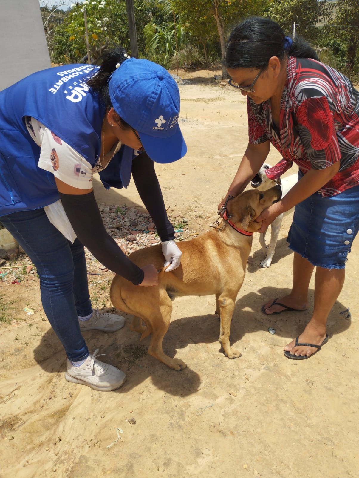 Prefeitura de Goiana inicia pré-campanha de vacinação antirrábica para cães e gatos