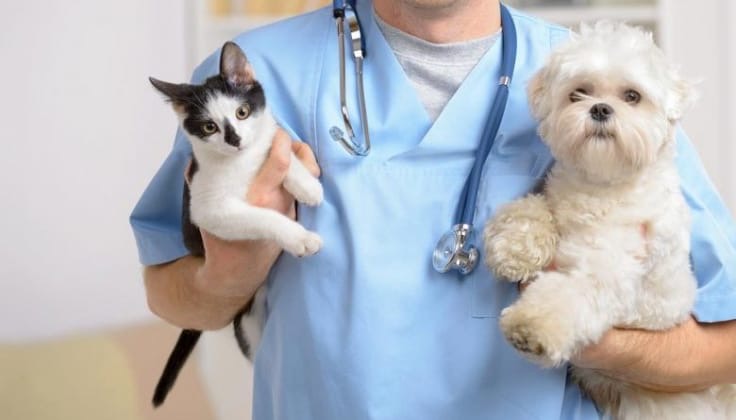 Prefeitura de Goiana inicia programa gratuito de castração de cães e gatos